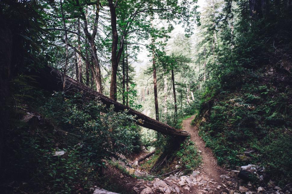Free Image of Dirt Path Cutting Through Forest 
