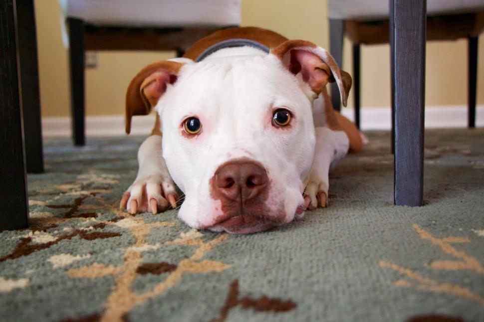 Free Image of White and Brown Dog Laying Under a Table 