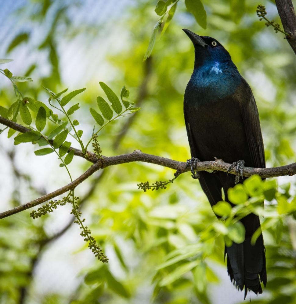 Free Image of Black Bird Perched on Tree Branch 