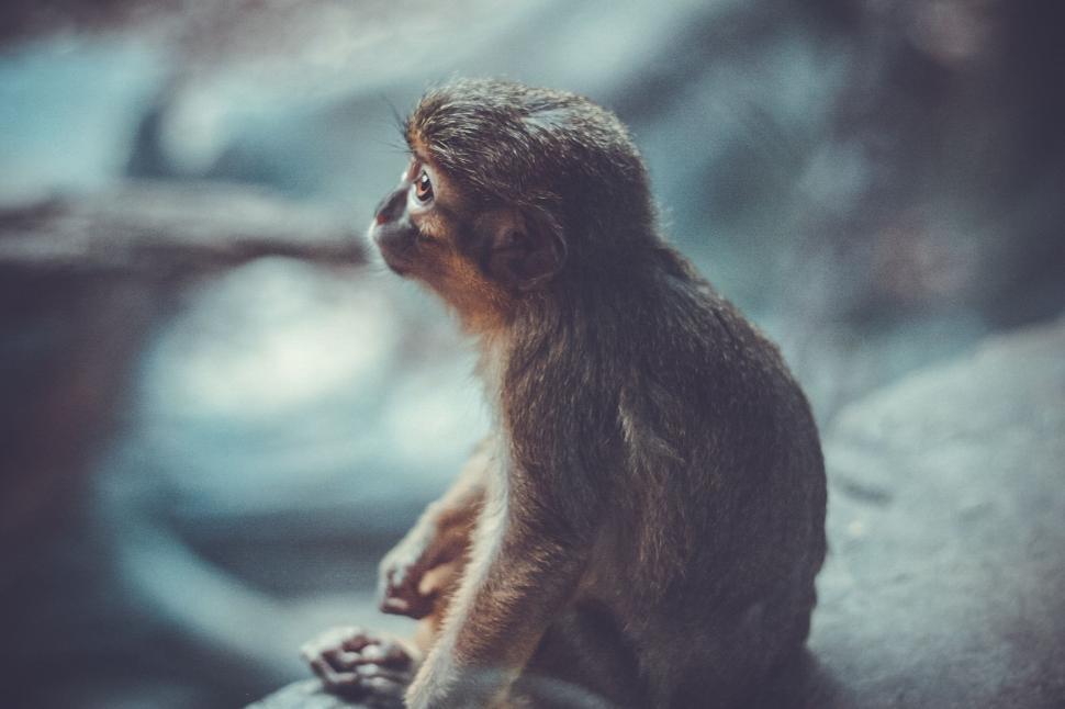 Free Image of Monkey Sitting on Top of a Rock 