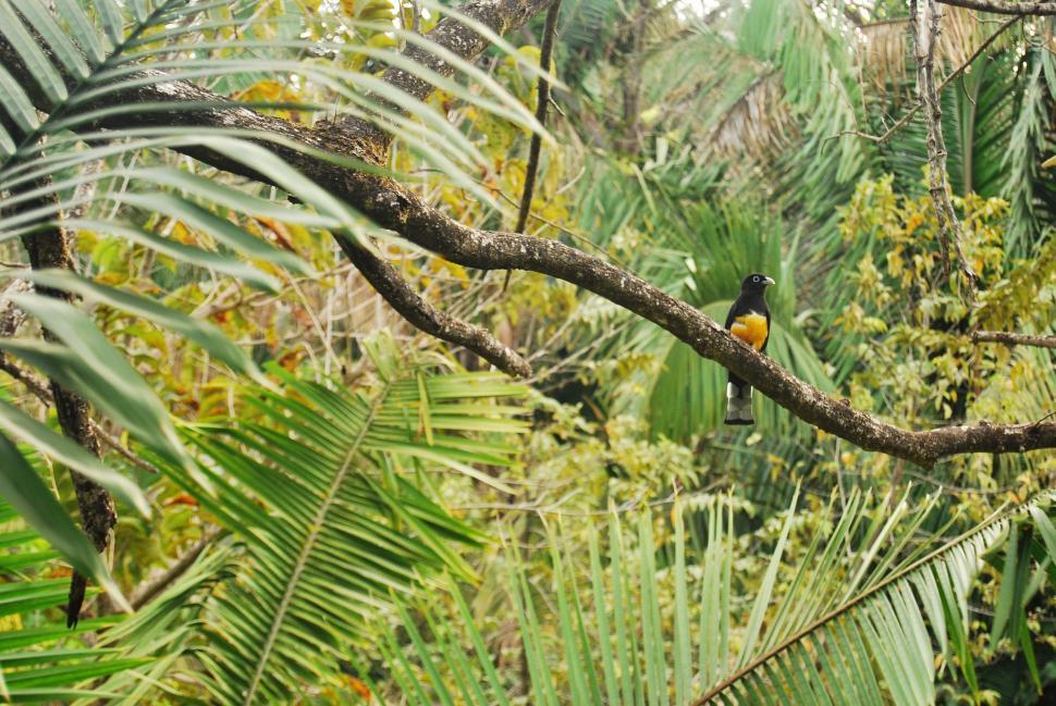 Free Image of Bird Perched on Tree Branch 