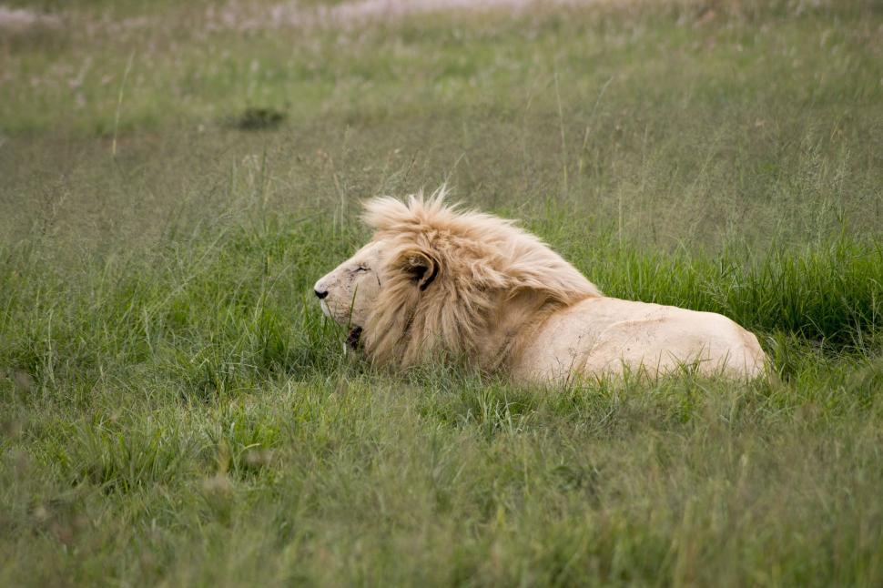 Free Image of Large White Lion Laying in Lush Green Field 