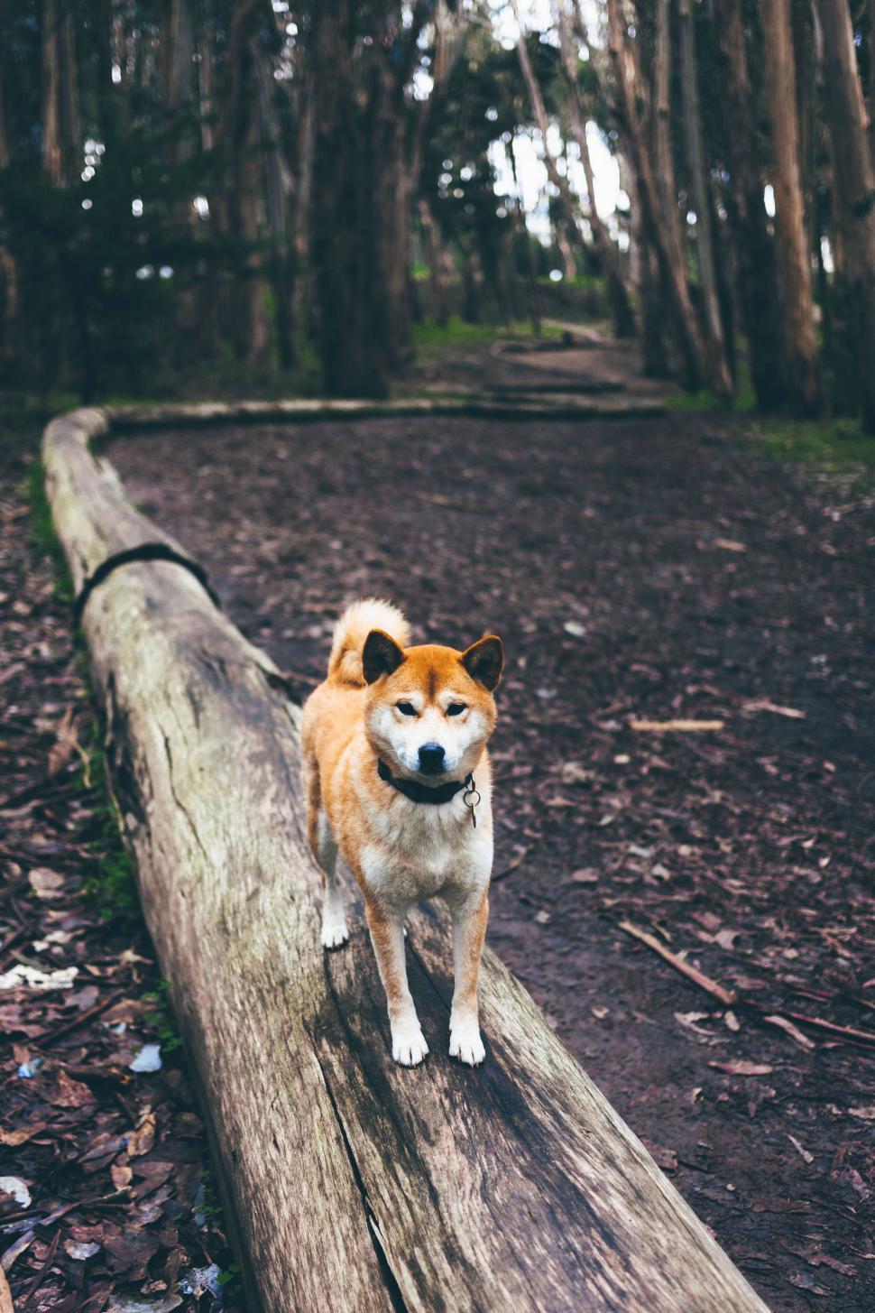 Free Image of Dog Standing on Log in Woods 