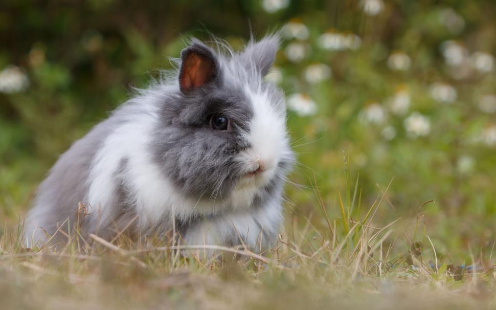 Free Image of Gray and White Rabbit Sitting in the Grass 