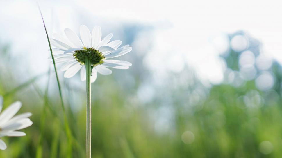Free Image of Close Up of a Flower Amid Grass Field 