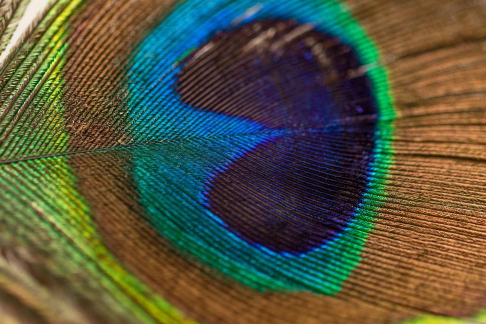 Free Image of Close Up of a Peacocks Feathers Tail 