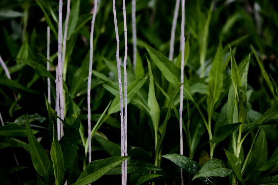 Free Image of Close-Up of Lush Green Plants 