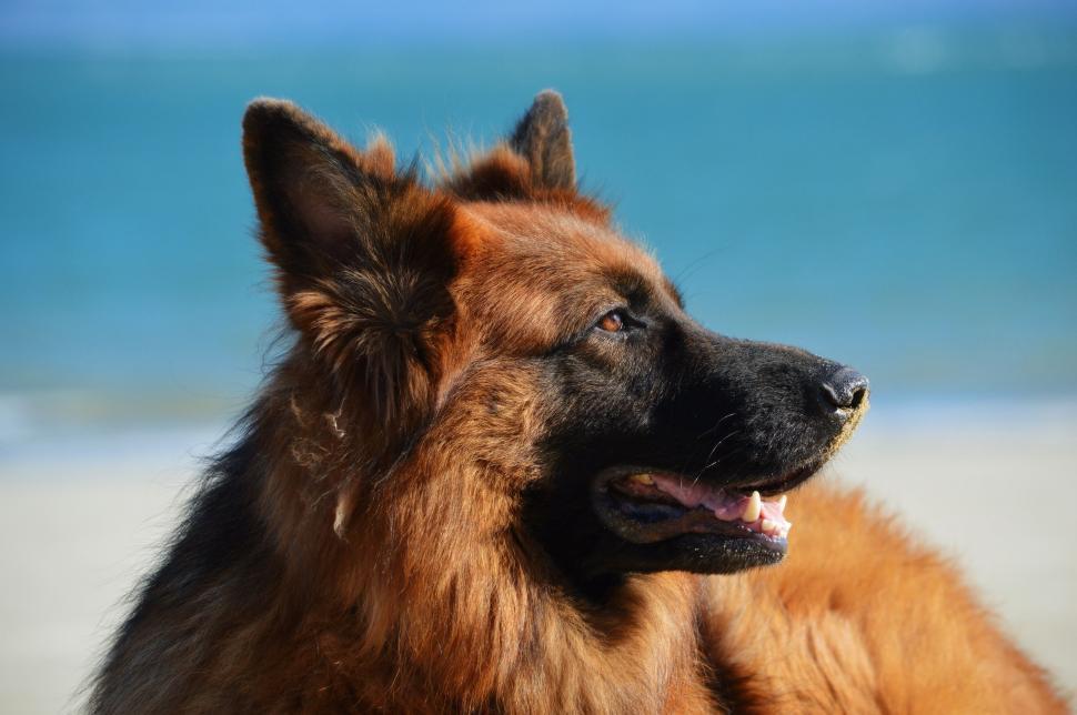 Free Image of Large Brown Dog Standing on Sandy Beach 