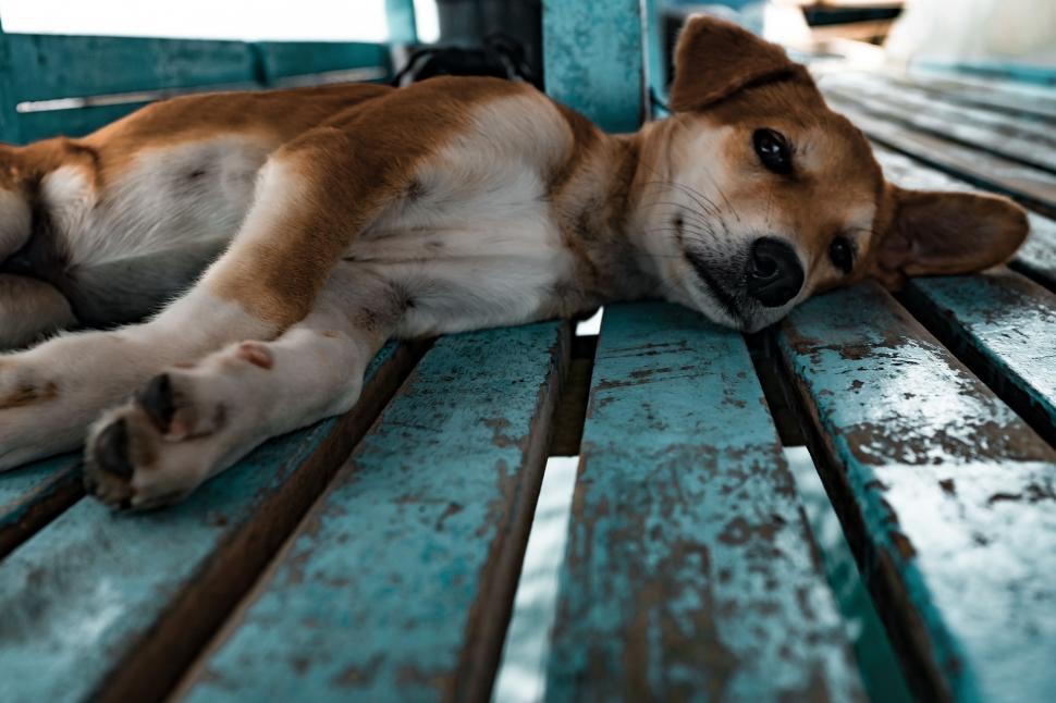 Free Image of Brown and White Dog Laying on Blue Bench 