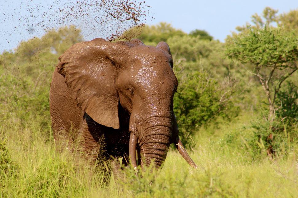 Free Image of Majestic Elephant Standing on Lush Green Field 
