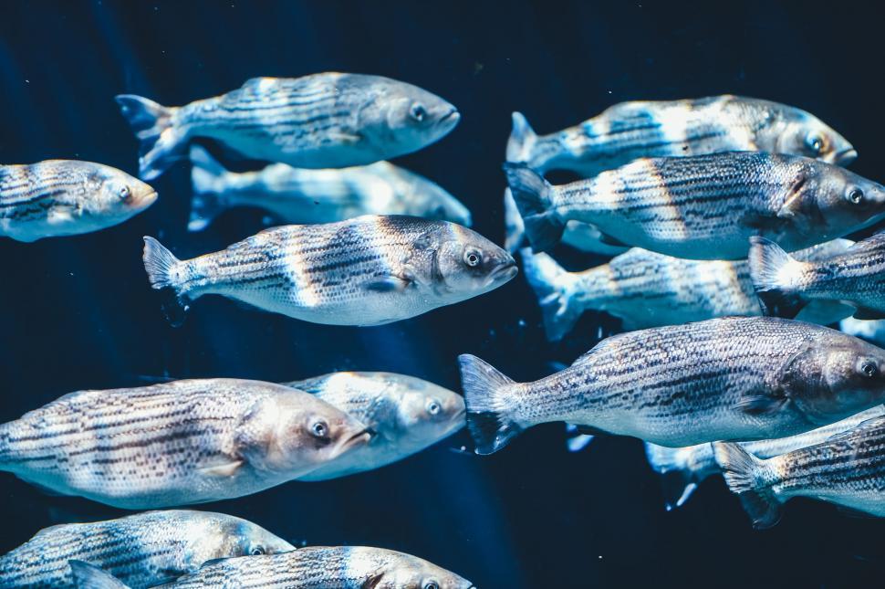 Free Image of School of Fish Swimming Together 