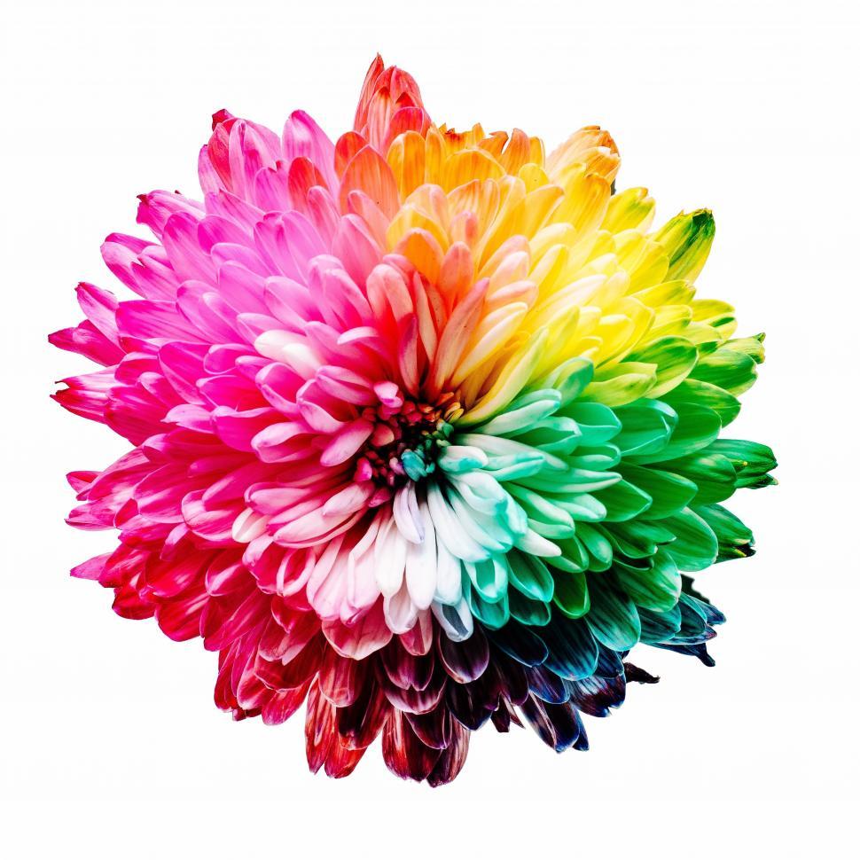 Free Image of Multicolored Flower on White Background 