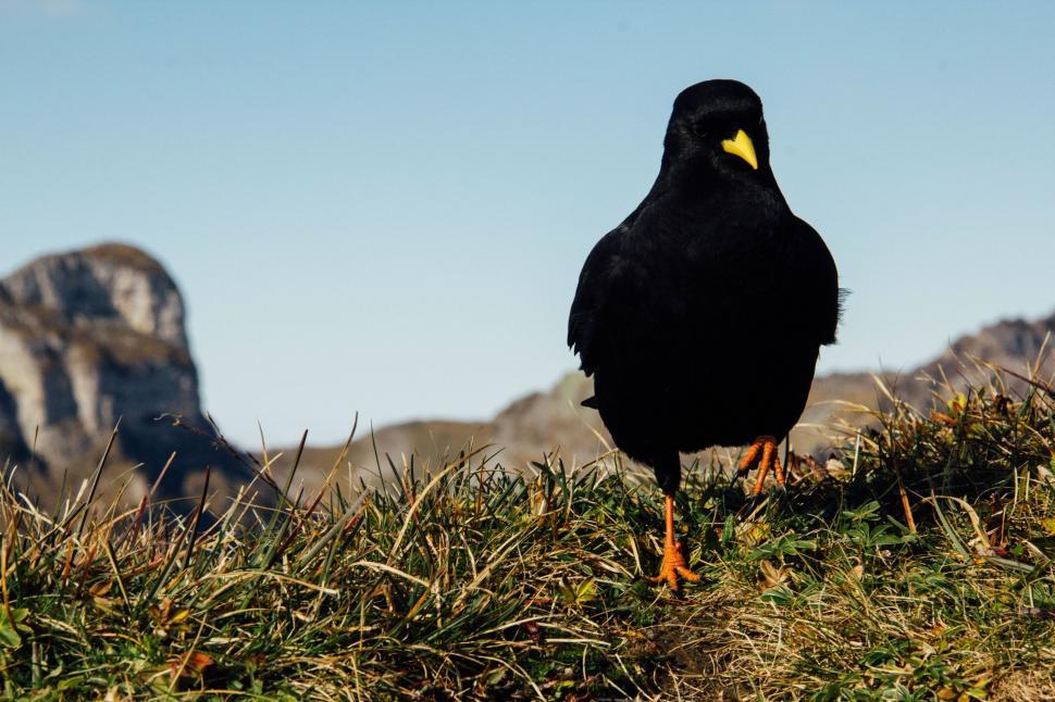 Free Image of Black Bird Standing on Top of Grass Covered Hill 