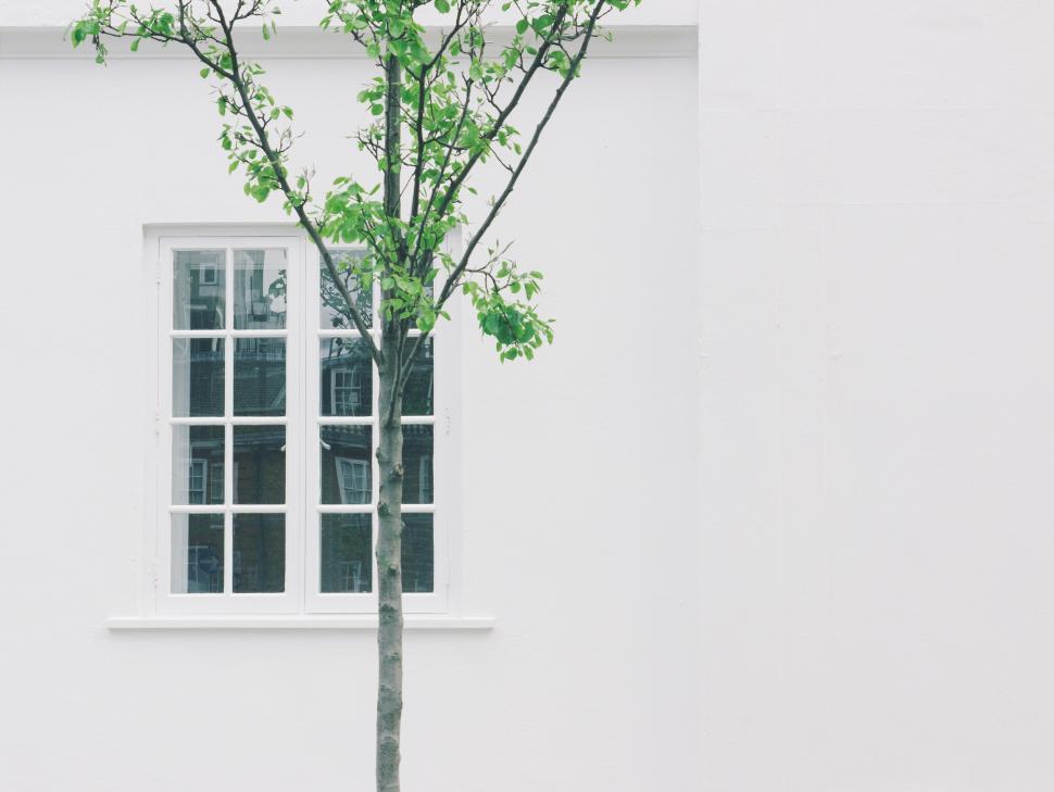 Free Image of Small Tree in Front of White Building 