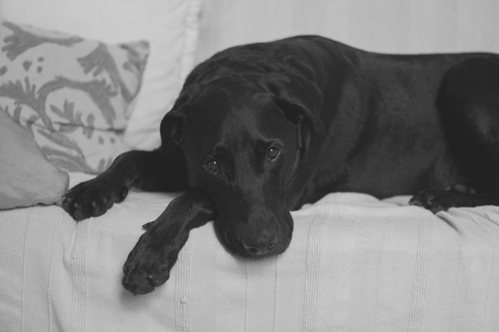 Free Image of Black Dog Laying on White Couch 