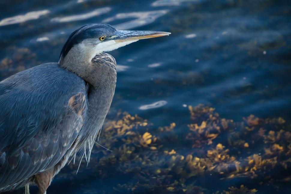 Free Image of Bird Perched on Waters Edge 