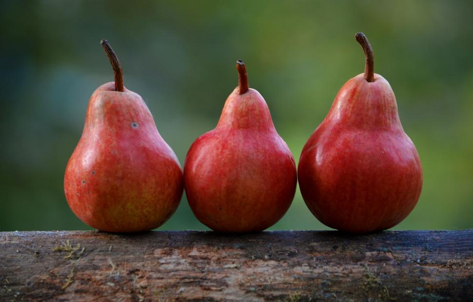 Free Image of Three Red Pears on Tree Branch 