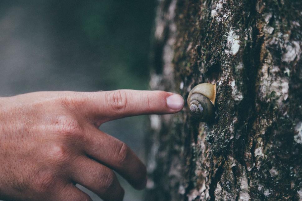 Free Image of Person Pushing Button on Tree 