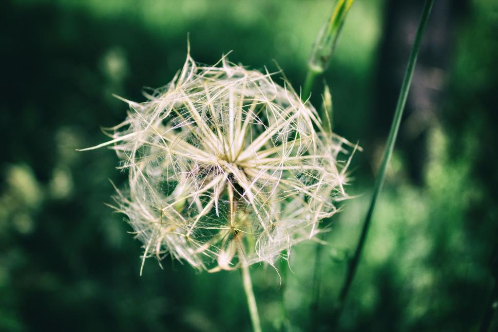 Free Image of Close-Up of Dandelion in Field 