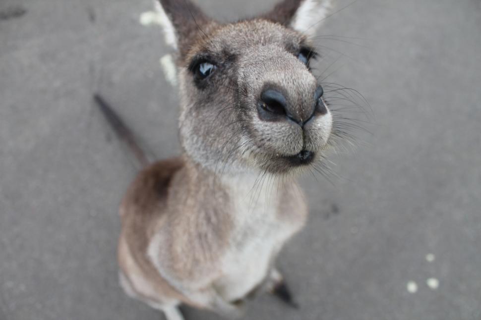 Free Image of Close Up of Kangaroo Gazing Up 