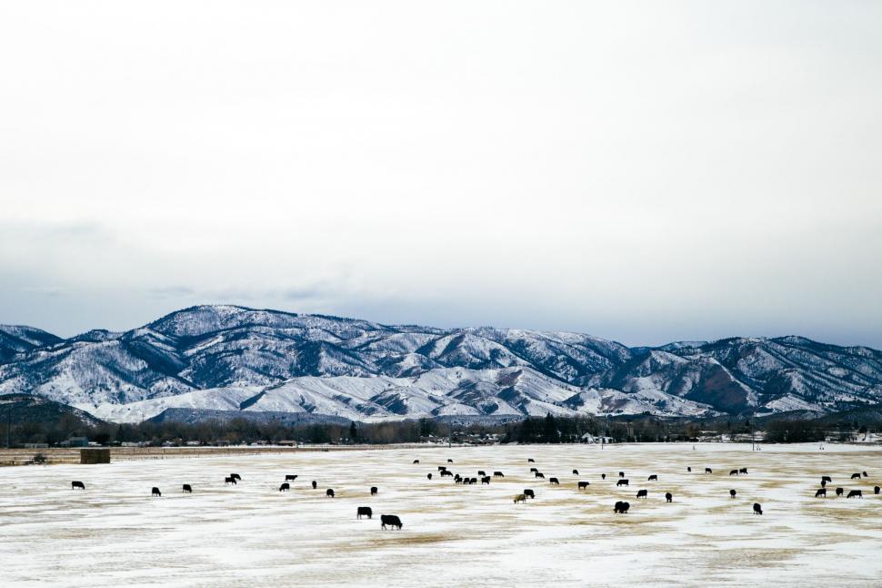 Free Image of Herd of Cattle Standing on Snow Covered Field 