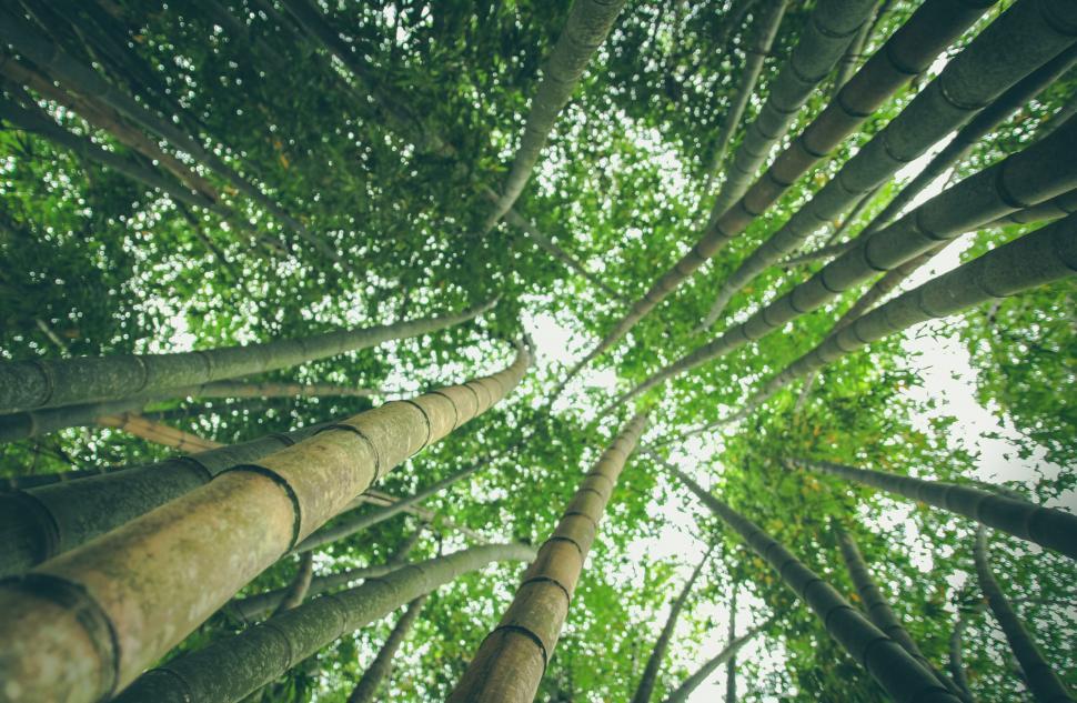 Free Image of Tall Bamboo Trees in a Forest 
