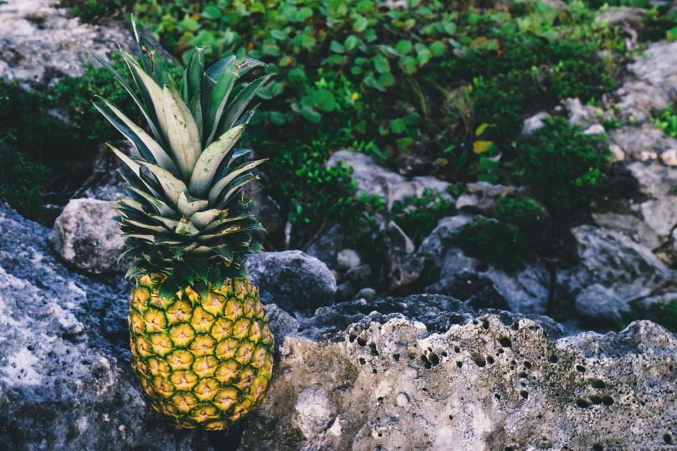 Free Image of Pineapple on Top of Rocks 