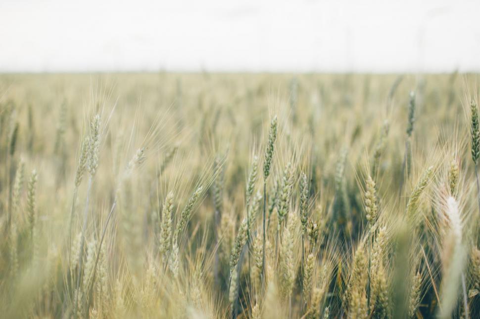 Free Image of Ripening Wheat Field With Blurry Background 