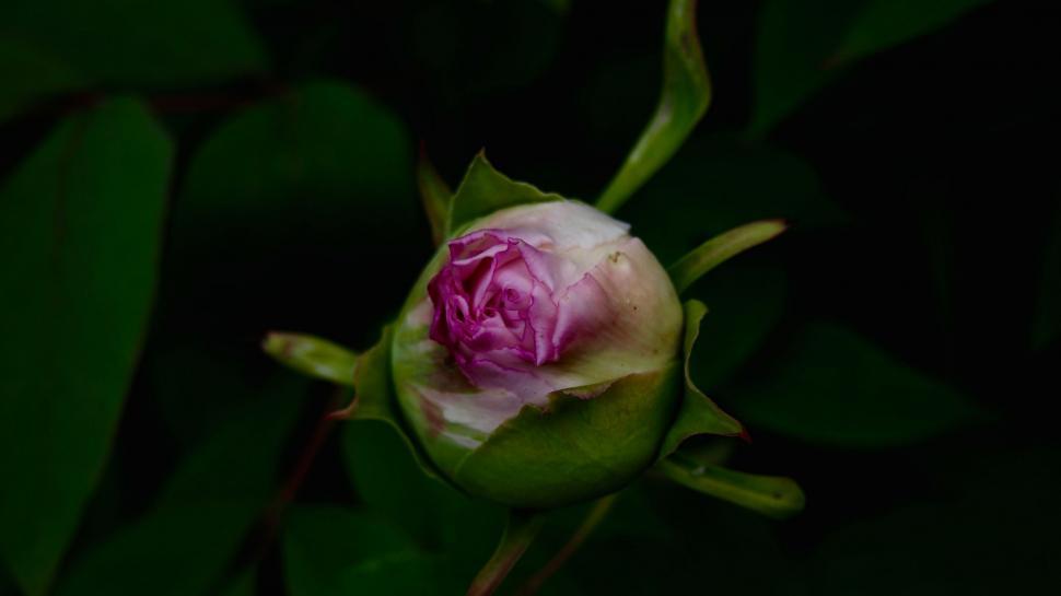 Free Image of Pink and White Flower With Green Leaves 