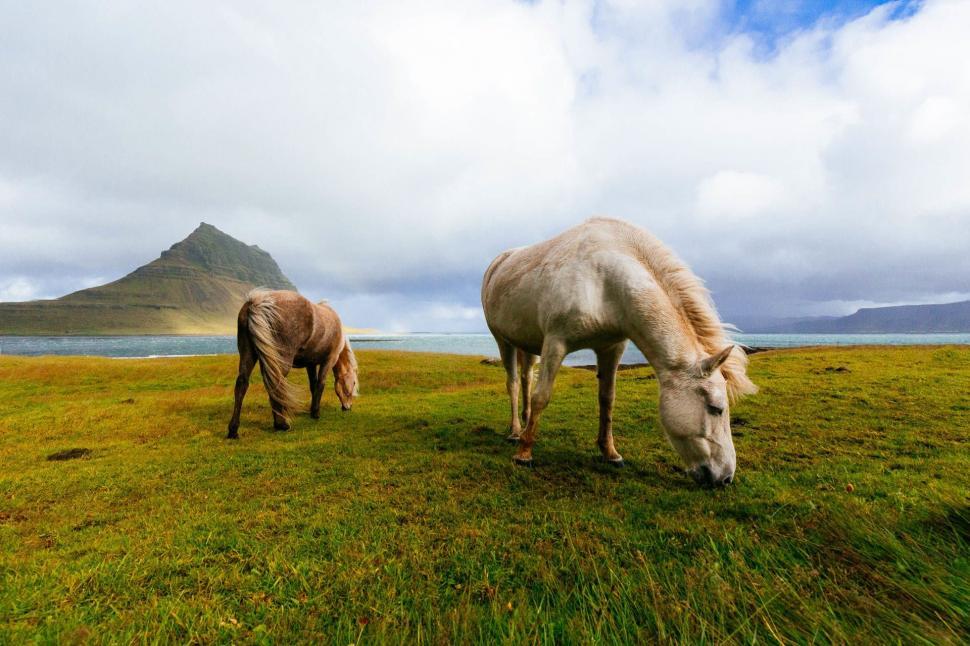 Free Image of Two Horses Grazing in Field With Mountain Background 