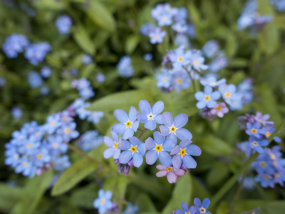 Free Image of Blue Flowers Blooming in Grass 