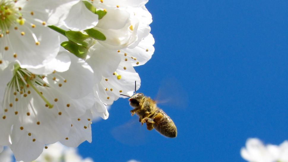 Free Image of Bee Flying Away From White Flower 