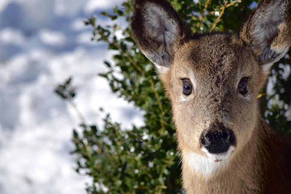 Free Image of Close Up of a Deer in the Snow 