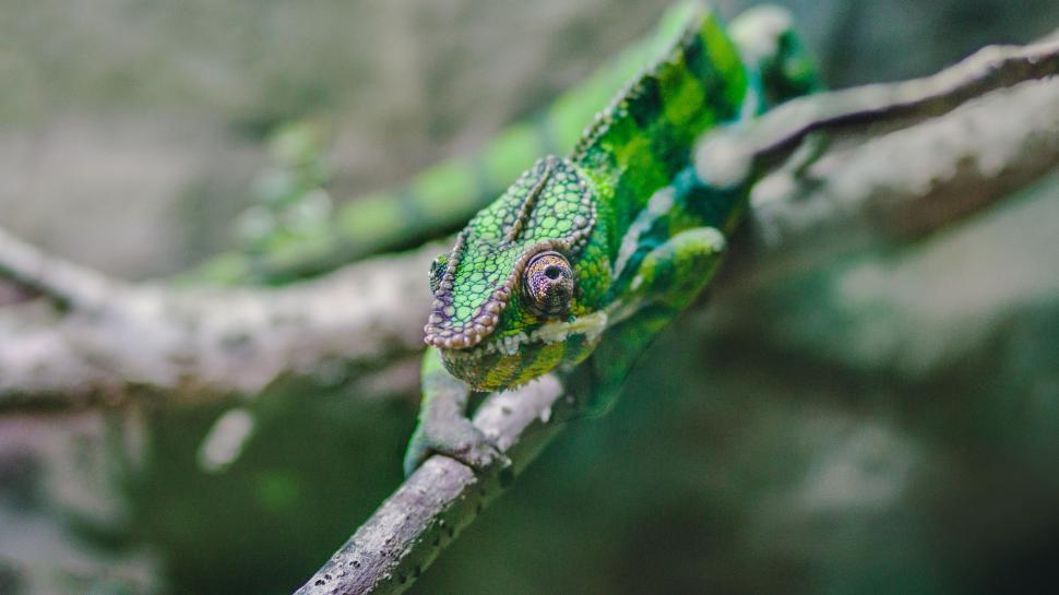 Free Image of Green Chameleon Sitting on Tree Branch 
