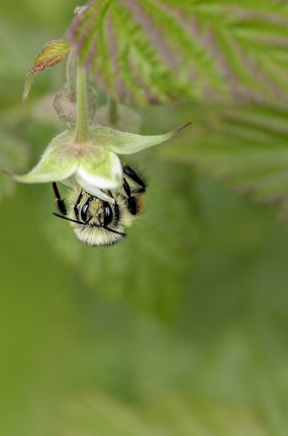 Free Image of Bee Pollinating Flower Close-Up 