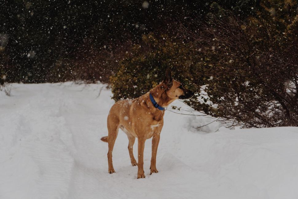 Free Image of Dog Standing in Snow in Front of Bush 