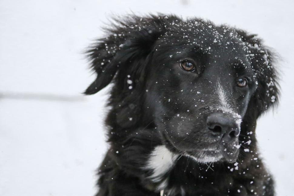 Free Image of Dog in Snow 