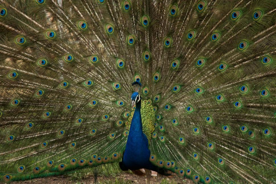 Free Image of Majestic Peacock Displaying Vibrant Feathers 