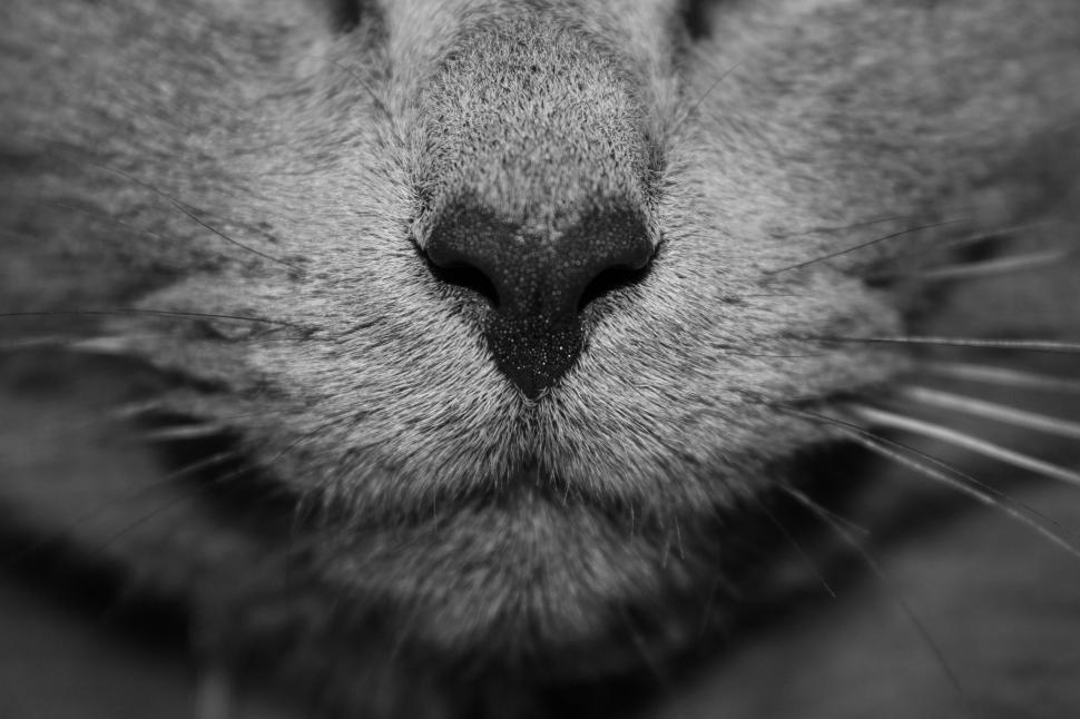Free Image of Black and White Portrait of a Cats Face 