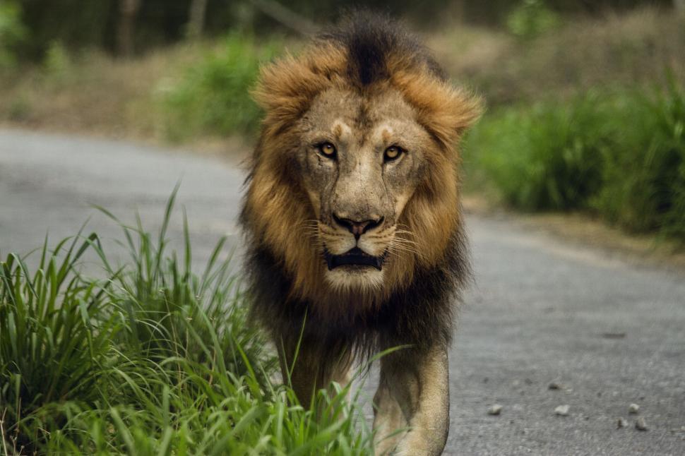 Free Image of Lion Walking Down Road Next to Lush Green Field 