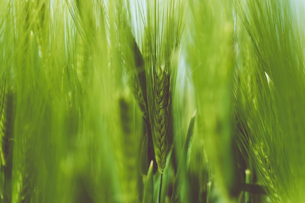 Free Image of Nature wheat field cereal grain grass plant summer agriculture rice rural farm sky landscape starches meadow spring growth season harvest natural grow food countryside environment sun country farming 