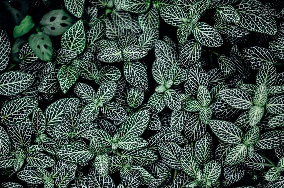 Free Image of Cluster of Green and White Leaves 