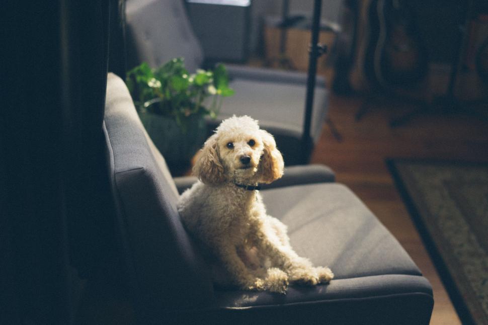 Free Image of Dog Sitting on Couch in Living Room 