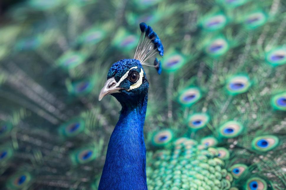 Free Image of Close Up of a Peacock Displaying Open Feathers 