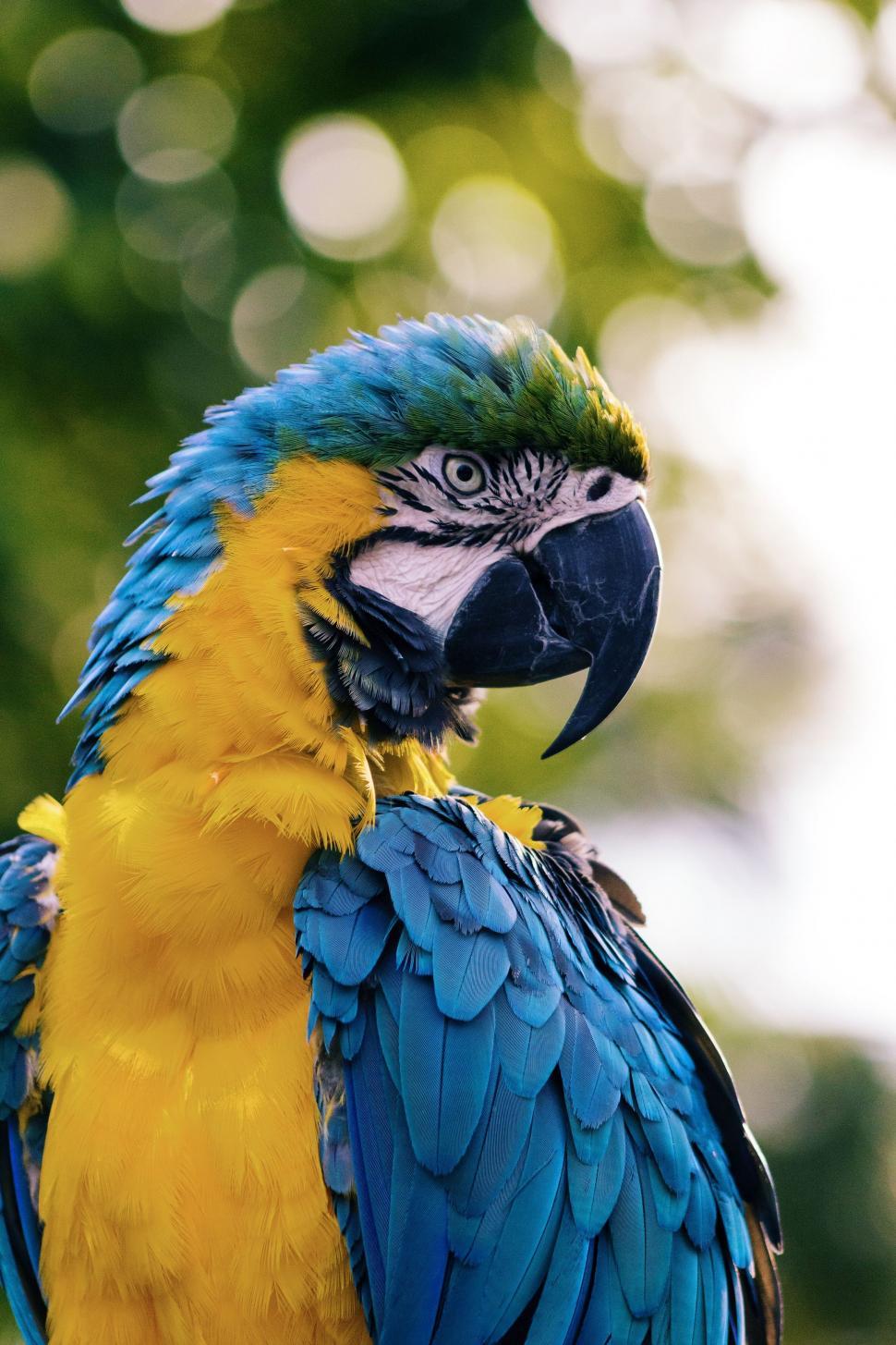 Free Image of Blue and Yellow Parrot Perched on Tree Top 