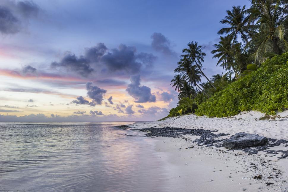 Free Image of Sandy Beach With Palm Trees and Water 
