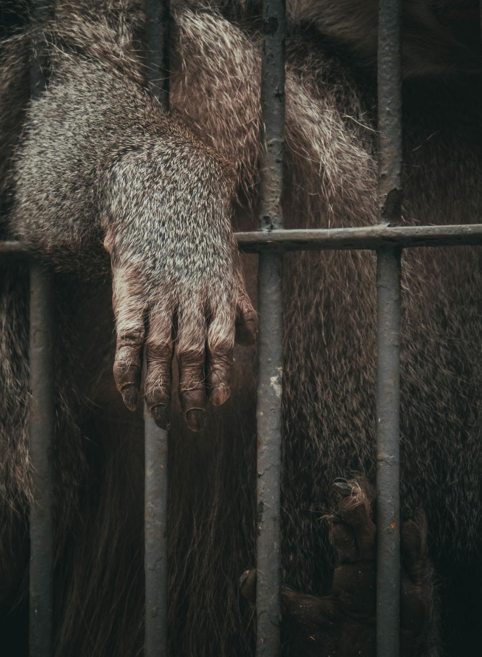 Free Image of Bears Paw Emerging From Jail Cell Bars 