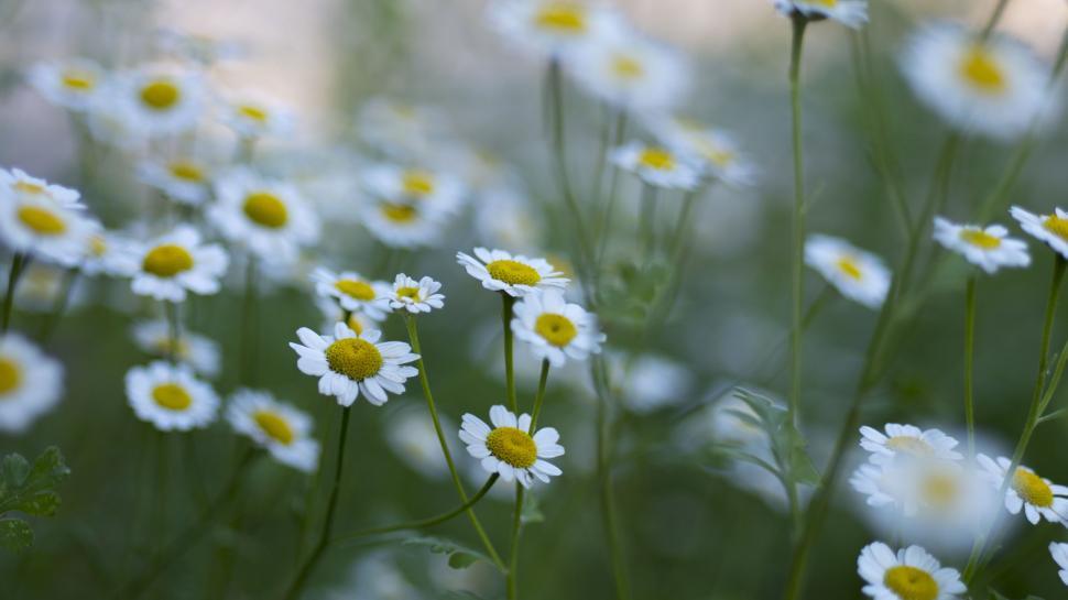 Free Image of Field of White and Yellow Daisies 