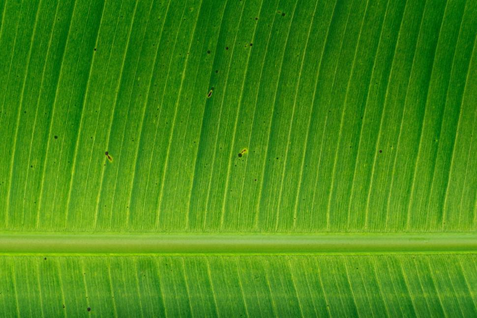 Free Image of Close Up of a Green Banana Leaf 