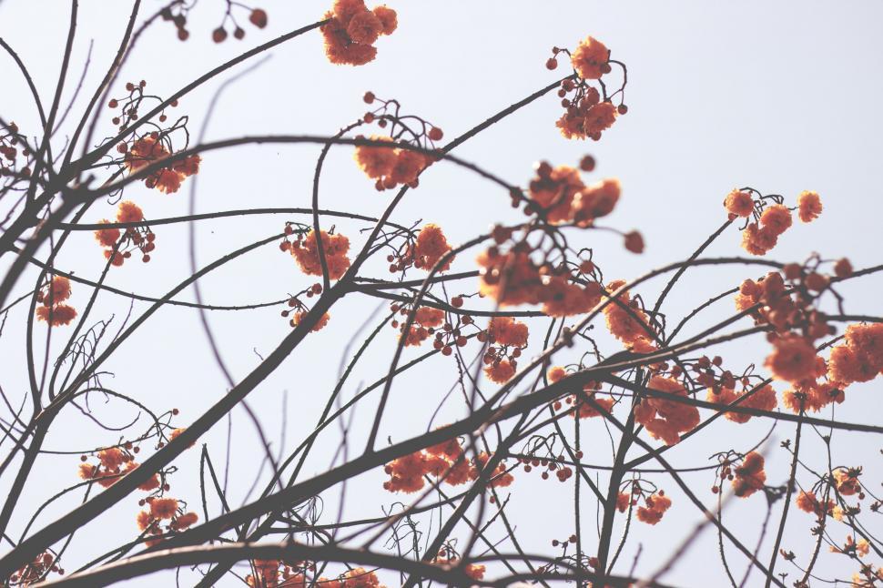 Free Image of Close Up of Tree With Orange Flowers 